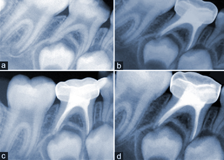 Owl Image